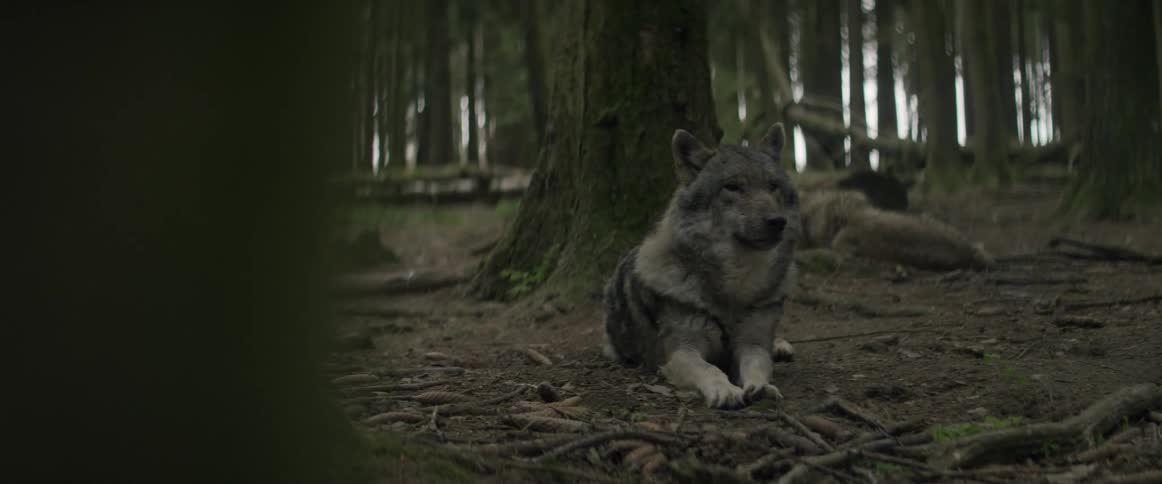 Wolves are resting in the woods