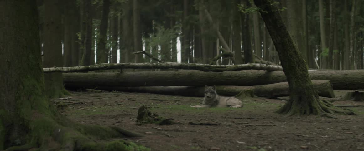 A wolf is lying on the ground in a forest during the day