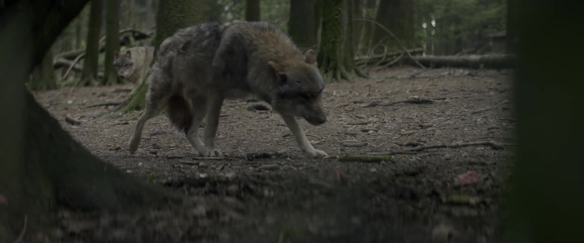 Wolves walk slowly in the woods