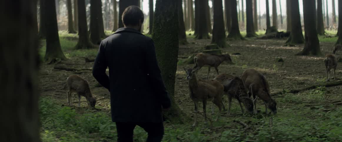 A man walks over to a group of deer in the woods