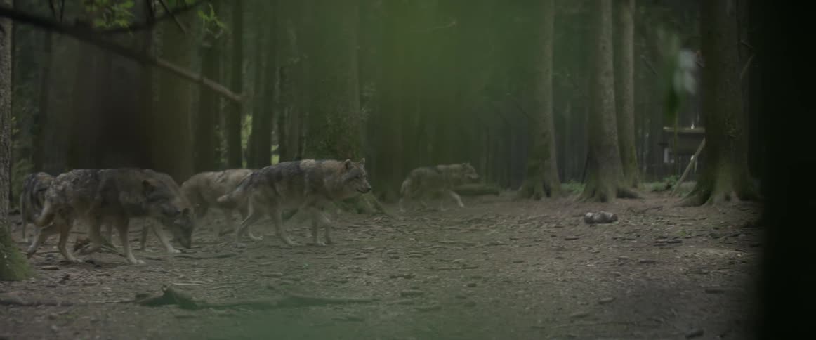 A pack of wolves walks in a forest