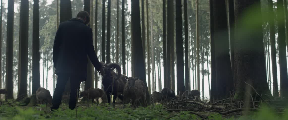 A man holds his hand out to a ram while the herd grazes in the woods