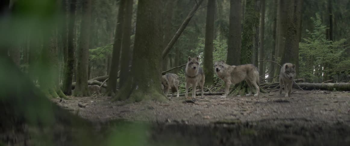 A pack of wolves is standing in a forest during the day