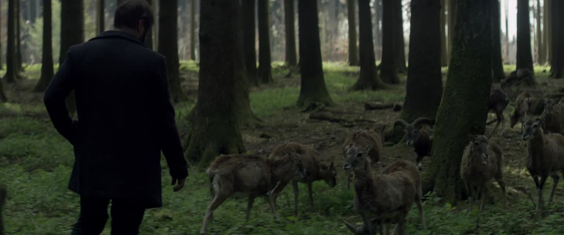A man is approaching a group of deer in a forest during the day