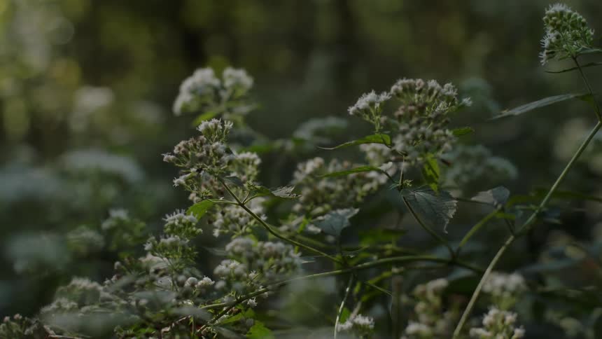 The branches of the tree are covered with small white flowers