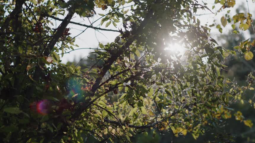 The sun is shining through tree leaves on a sunny day