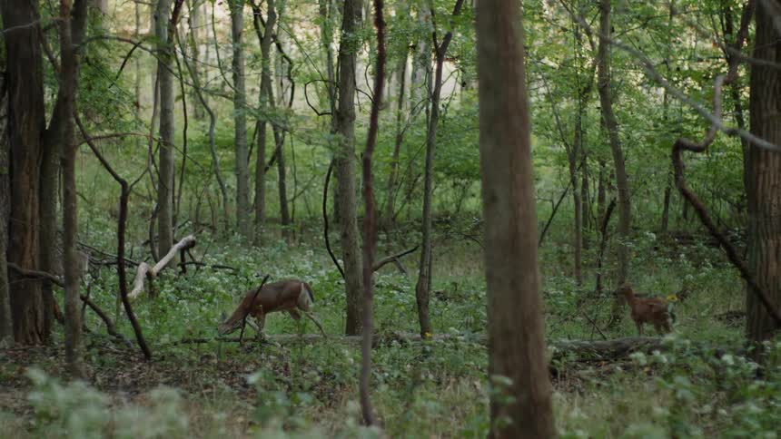 The deer are grazing in the forest