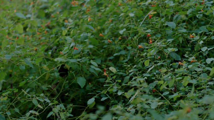 A bird flies through a berry bush
