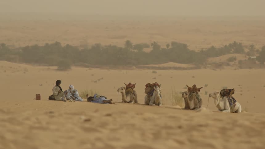 People are camping in the desert with their camels