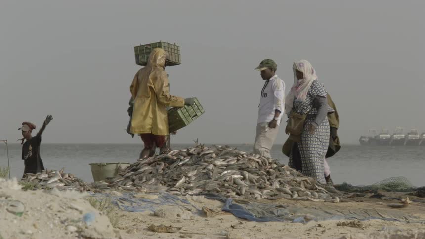 People piling fish on the ground