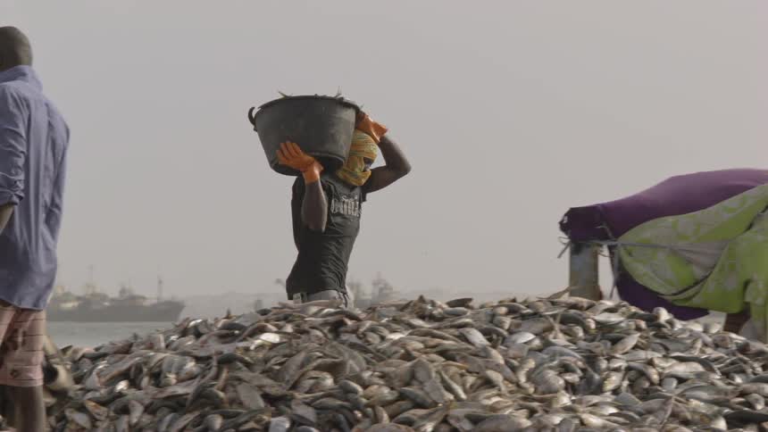 A man throws a bucket of fish onto a pile of fish