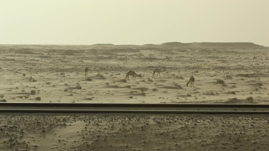 Camels walk near a train track in the desert