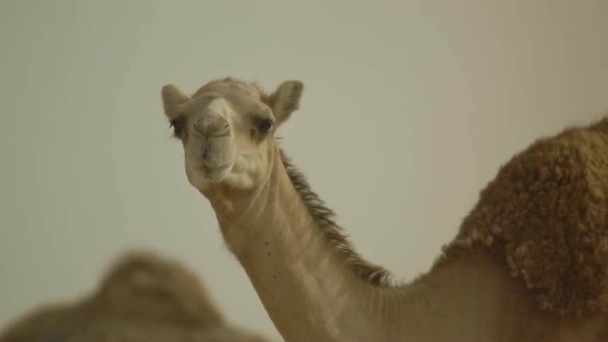 Some camels sniffing the sand in the dessert