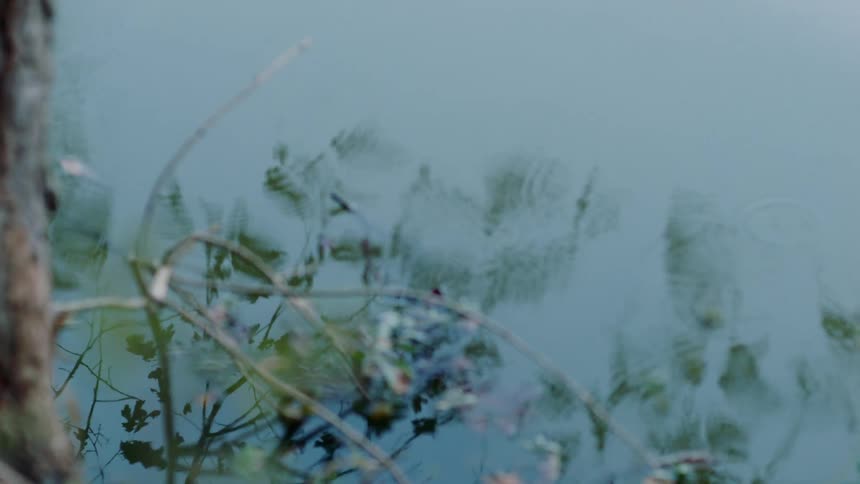 Rippling water reflecting leaves