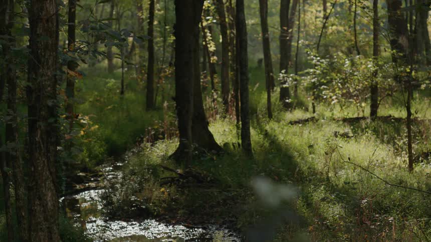 Bird flying in a shady forest