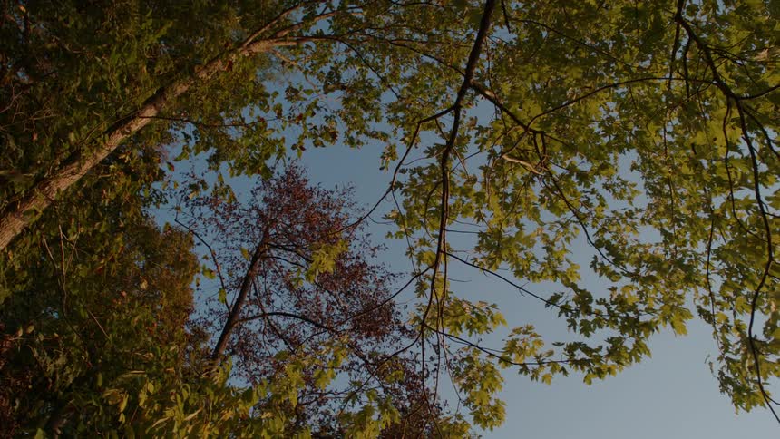 Green leafy trees on a clear day