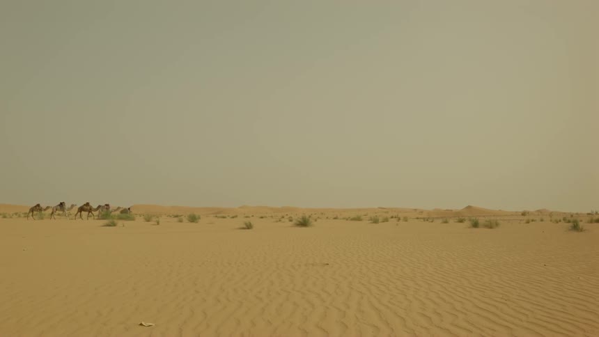 Camels walk across a sandy desert