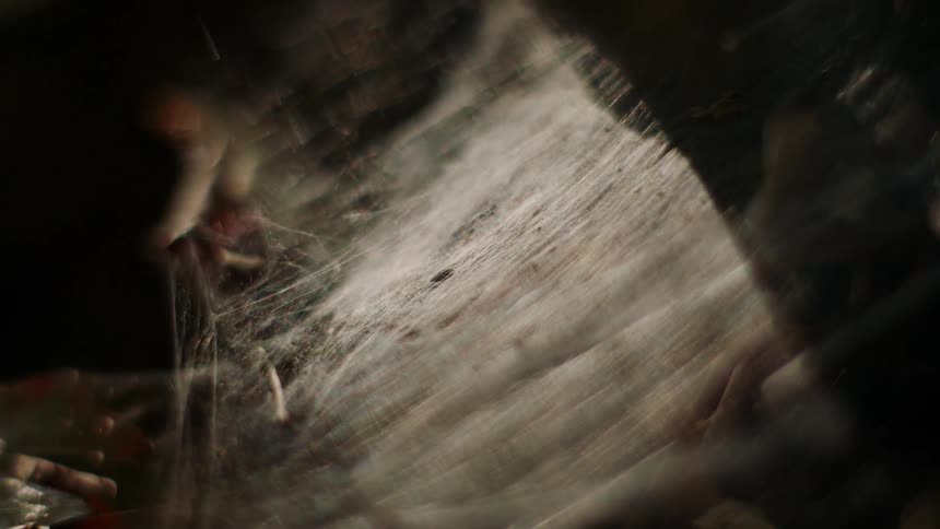 The silk of a web or cocoon blow in the wind