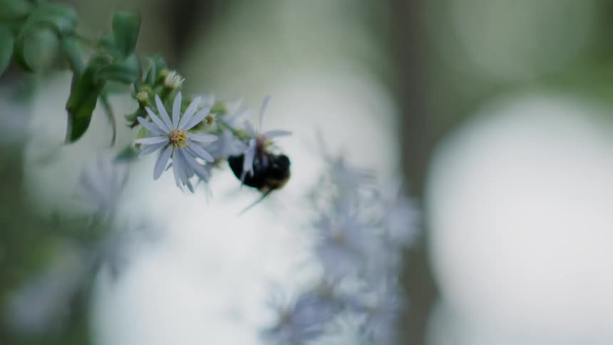A bee collects pollen from white flowers