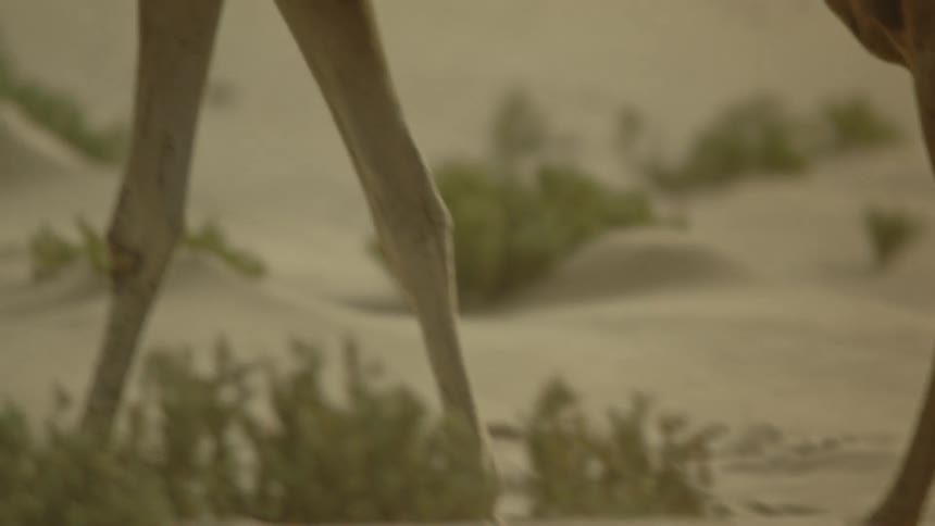 A camel walking in the desert