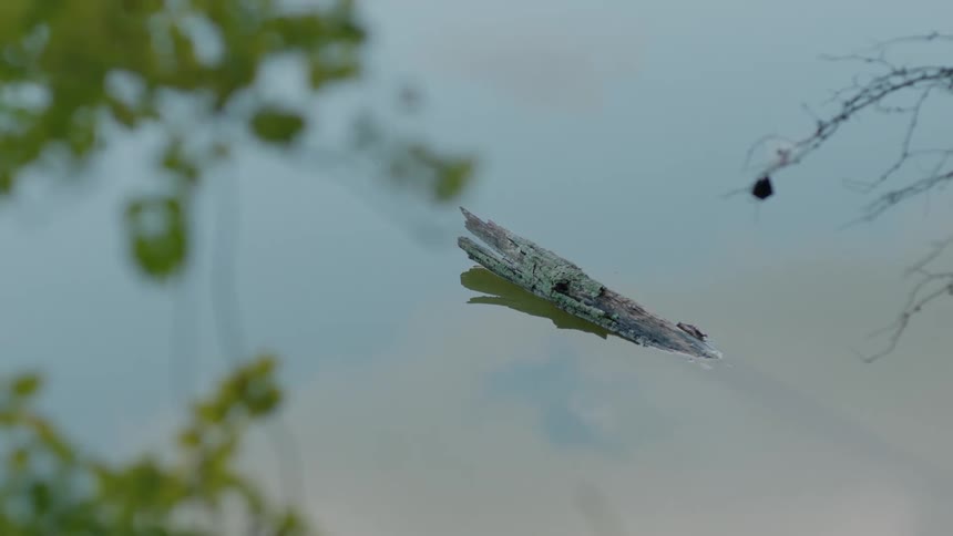 A log sticking up out of a lake
