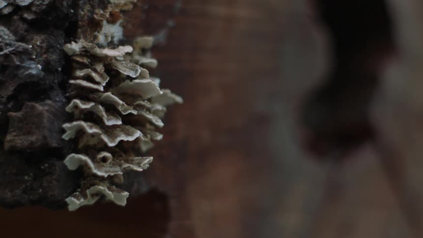 The tree has white growths on the side