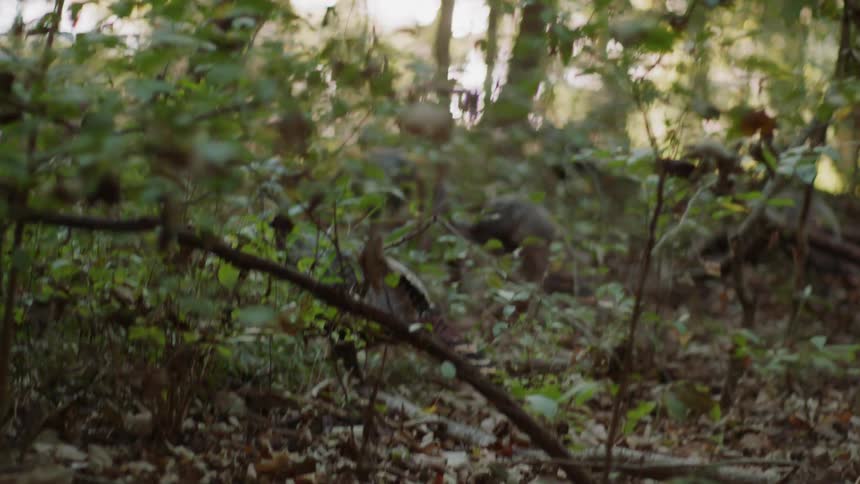 Turkeys wander through a wooded area