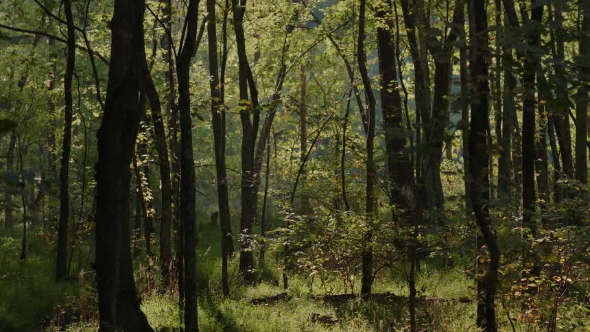 The woods are full and covered with sun