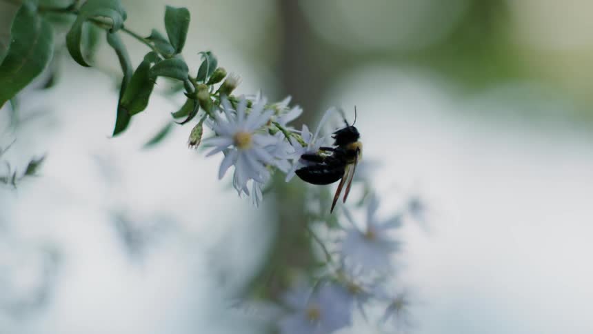 A bee flies off of a flower