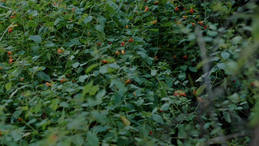 A hummingbird flies near plants