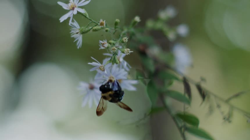 A bee lands on a flower