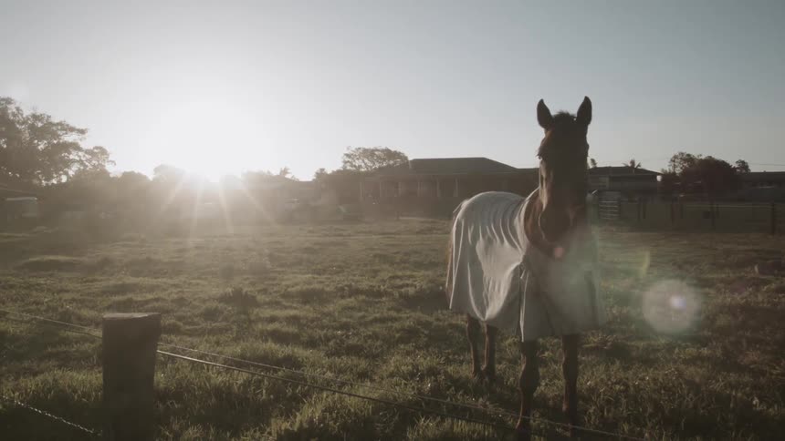 A horse wearing a sheet is standing in a field
