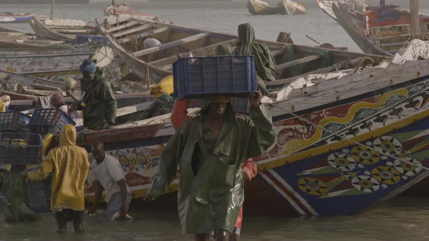 Fisherman carry baskets of fish on their heads