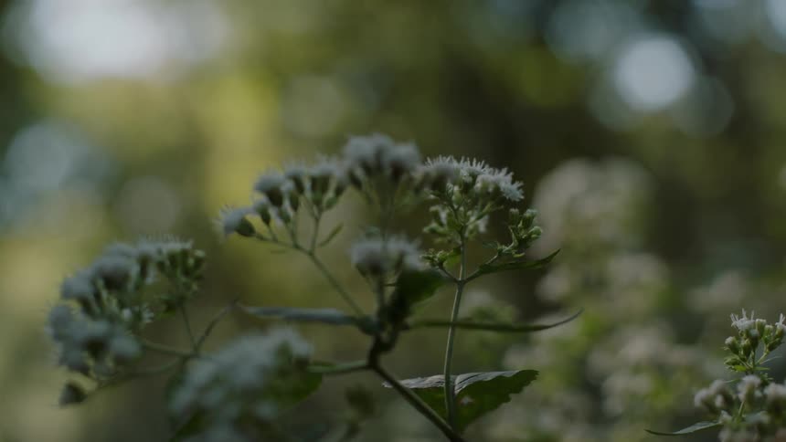 The small flowers sit in the forest