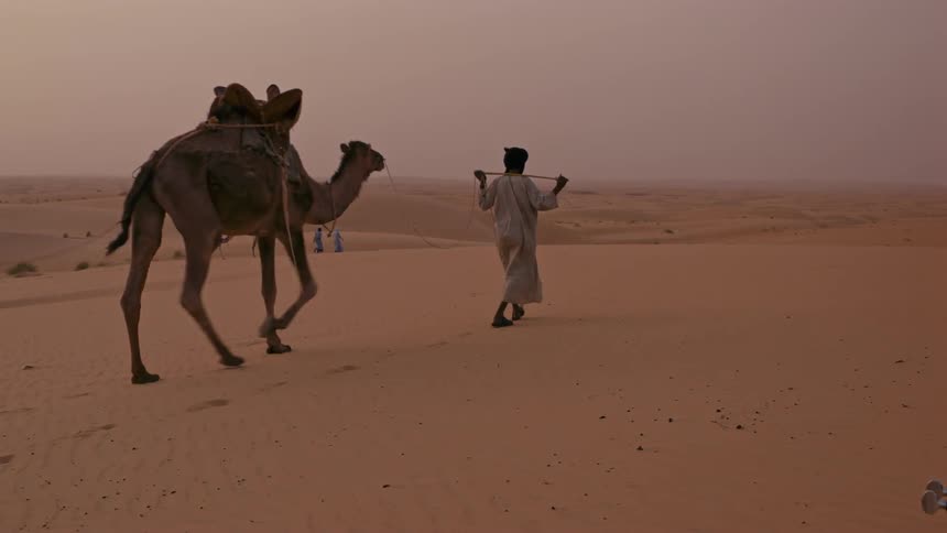 Bedouin are leading camels through the desert during the day