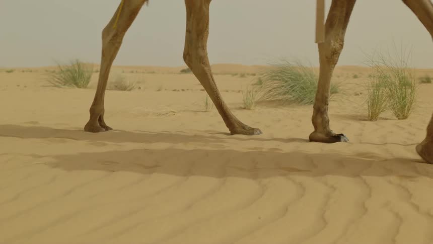 A man leads camels across a desert