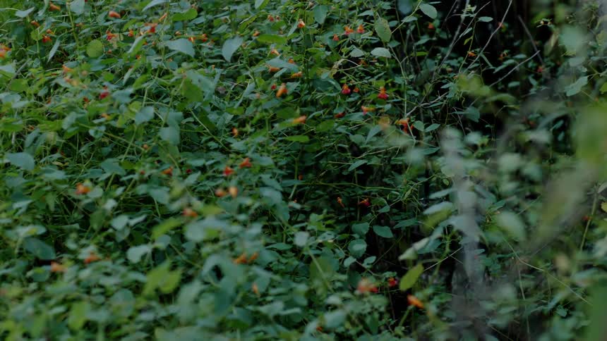 A bird lands on a berry bush