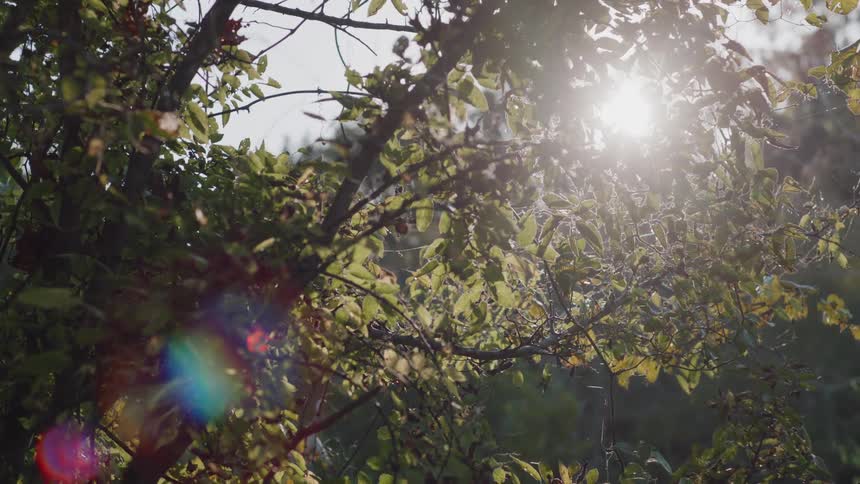 The sun is shining through leaves on a tree