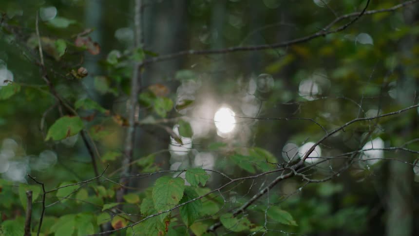 The wind is blowing the bushes in the forest