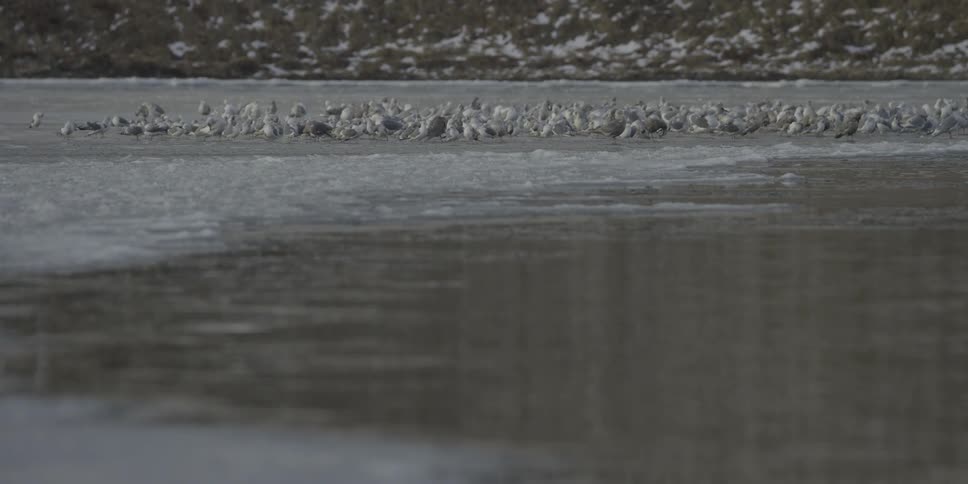 A flock of birds rests on an icy lake