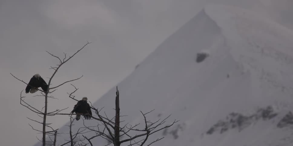 Eagles sit in trees in snowy mountains