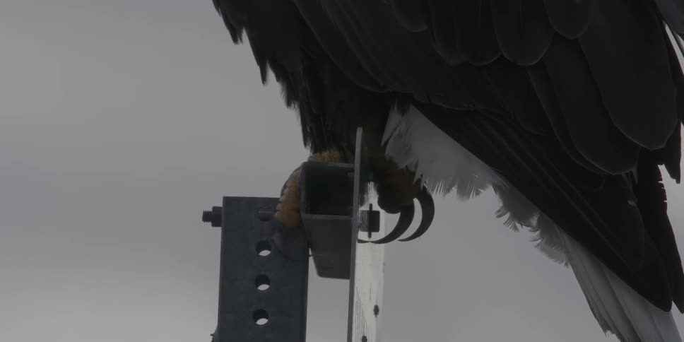 The eagles talons are on the sign post