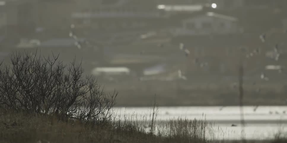 A flock of birds fly over the water and some land