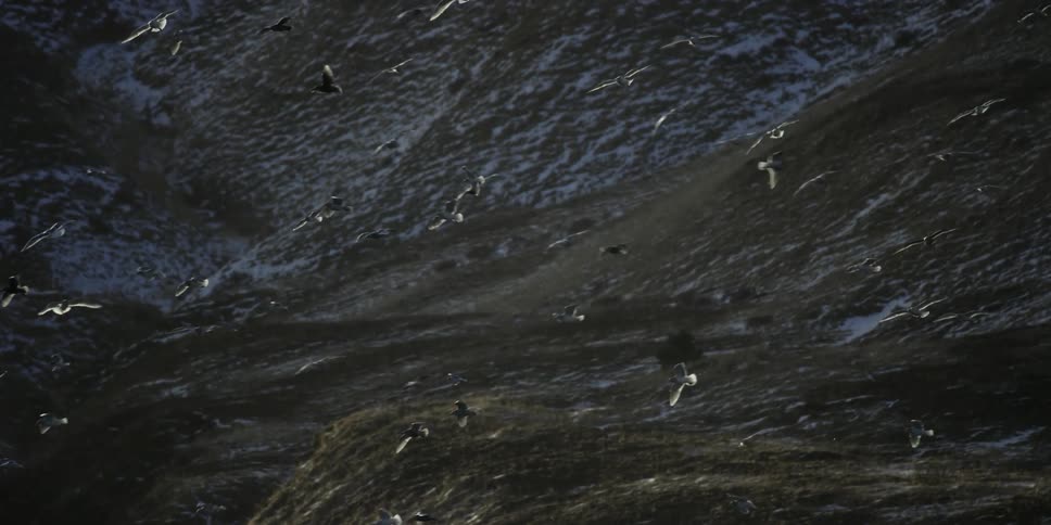 Birds circling over a snow dusted hill