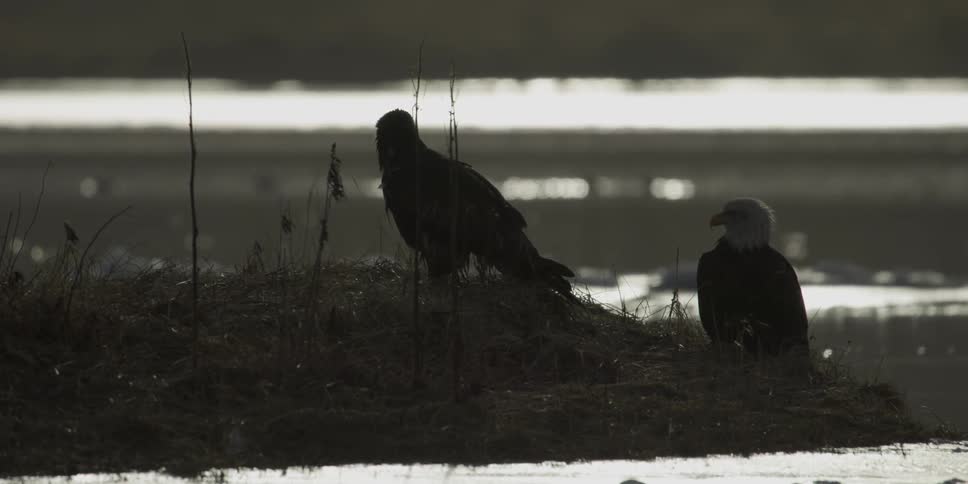 Eagles sit and fly next to a lake