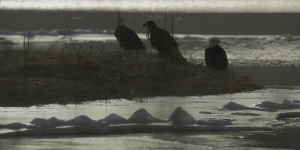 Three eagles are sitting on a patch of land next to a body of water