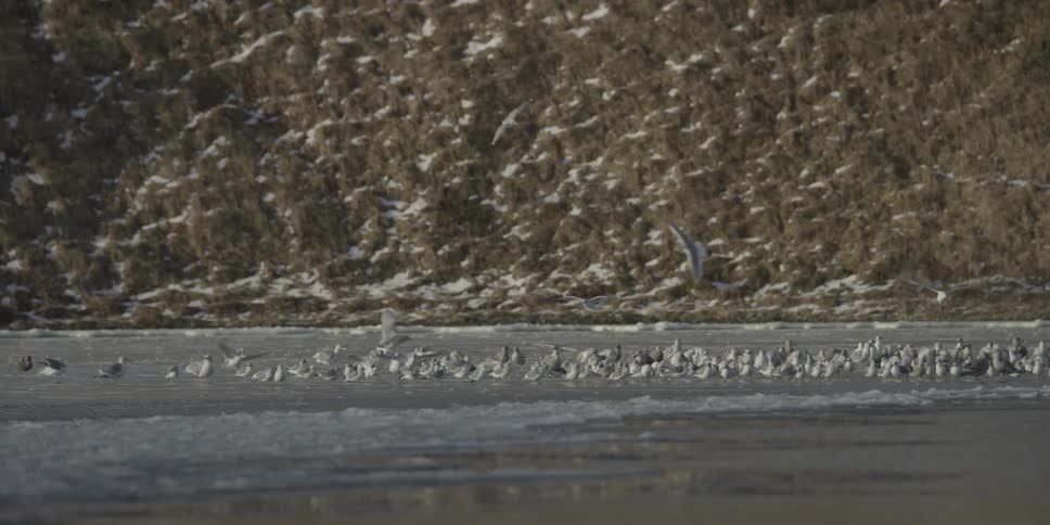 The birds fly around by the water