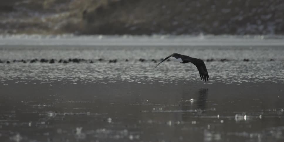A bald eagle flies low over the water