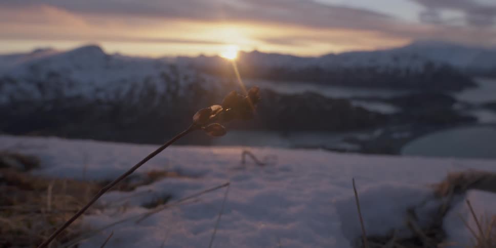 A plant stalk sways in the wind while the sunsets over snow capped mountains