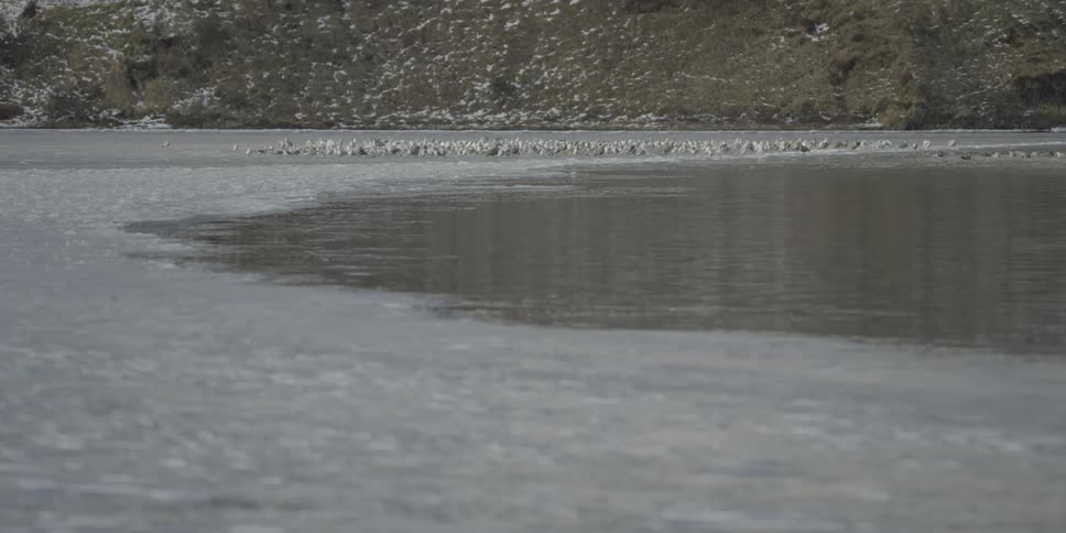 Birds on a frozen lake